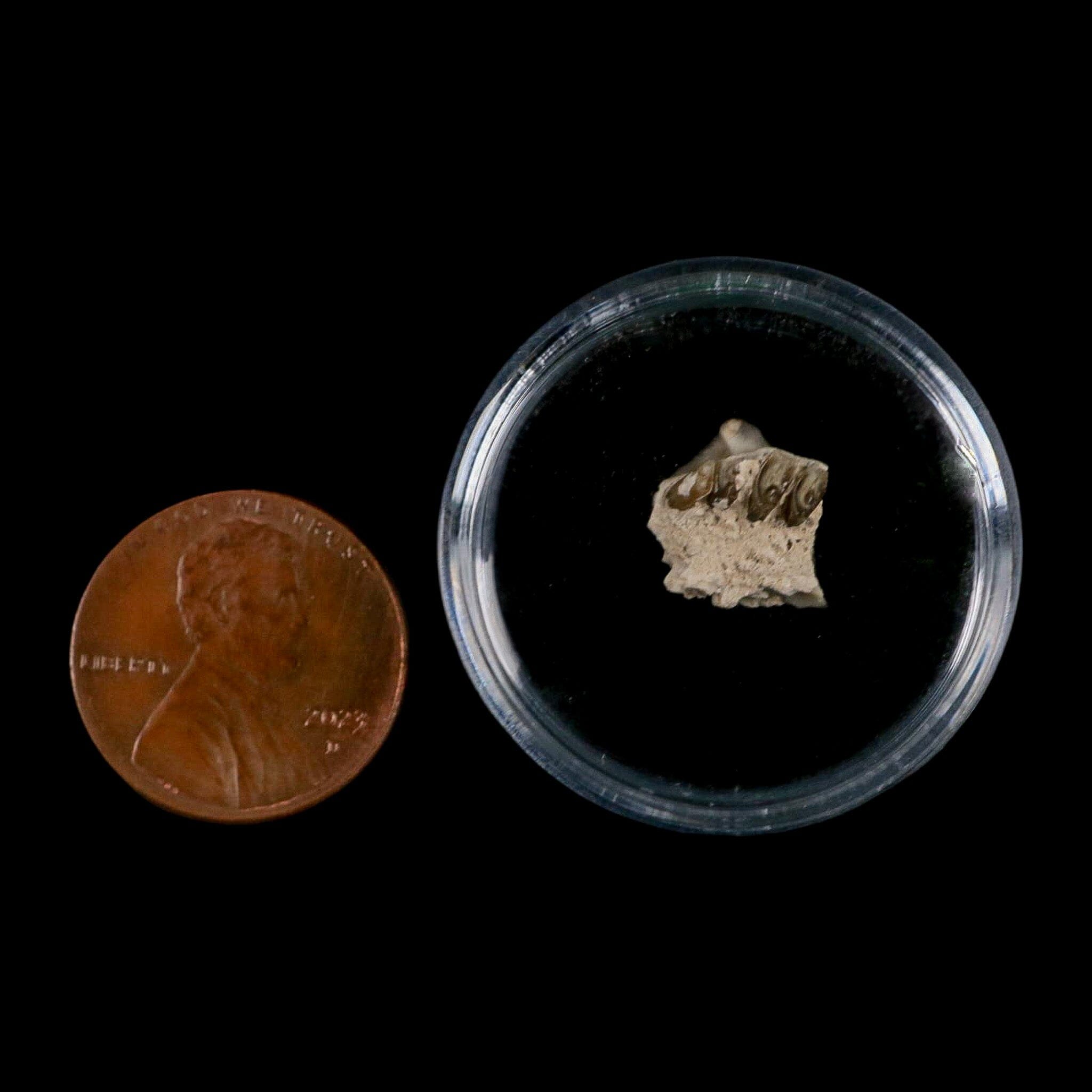 0.4" Palaeolagus Hayeni Fossil Jaw Section Teeth Oligocene Epoch South Dakota Display - Fossil Age Minerals