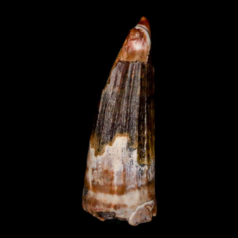 1" Suchomimus Fossil Tooth Cretaceous Spinosaurid Dinosaur Elraz FM Niger COA - Fossil Age Minerals