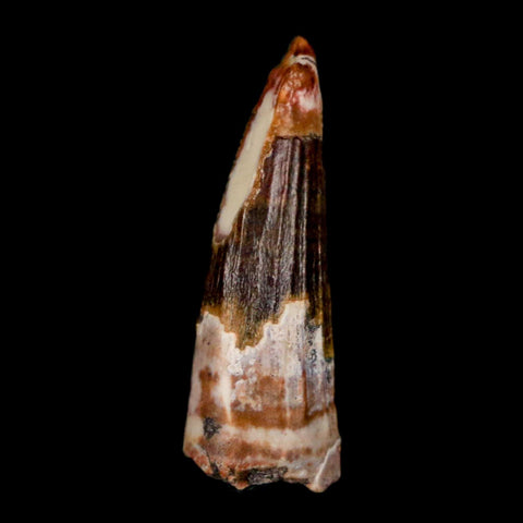 1" Suchomimus Fossil Tooth Cretaceous Spinosaurid Dinosaur Elraz FM Niger COA - Fossil Age Minerals