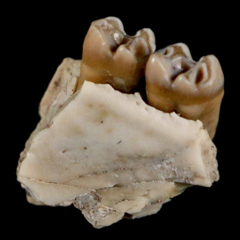 0.4" Leptomeryx Evansi Oligocene Age Fossil Deer Jaw Teeth Wyoming Display COA - Fossil Age Minerals
