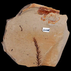 Fossil Plant Collection