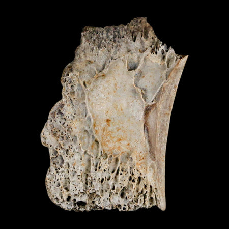 1.1" Raptor Theropod Fossil Bone Cretaceous Dinosaur Judith River FM MT COA Display