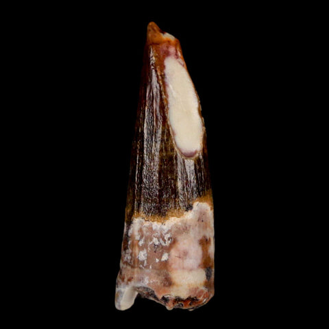 1" Suchomimus Fossil Tooth Cretaceous Spinosaurid Dinosaur Elraz FM Niger COA - Fossil Age Minerals