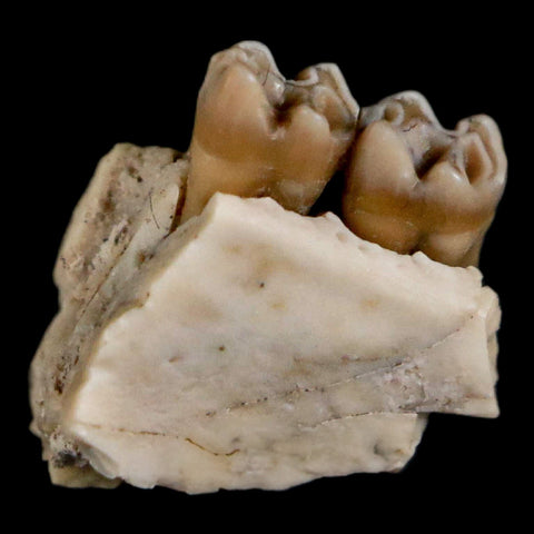 0.4" Leptomeryx Evansi Oligocene Age Fossil Deer Jaw Teeth Wyoming Display COA - Fossil Age Minerals