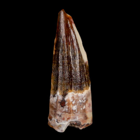 1" Suchomimus Fossil Tooth Cretaceous Spinosaurid Dinosaur Elraz FM Niger COA