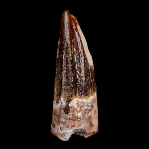 1" Suchomimus Fossil Tooth Cretaceous Spinosaurid Dinosaur Elraz FM Niger COA - Fossil Age Minerals