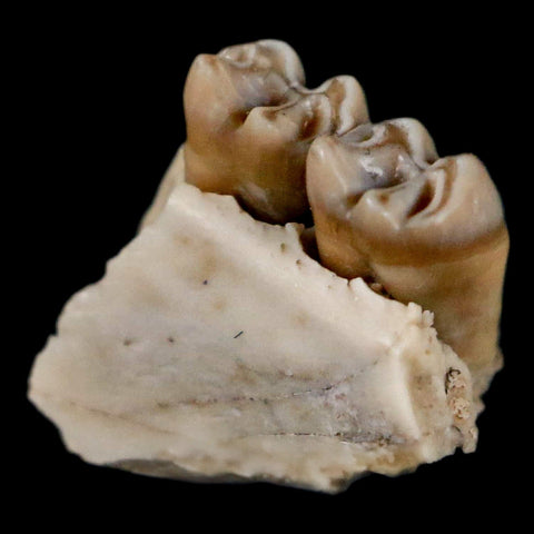 0.4" Leptomeryx Evansi Oligocene Age Fossil Deer Jaw Teeth Wyoming Display COA - Fossil Age Minerals