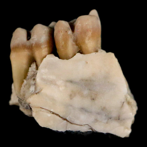 0.4" Leptomeryx Evansi Oligocene Age Fossil Deer Jaw Teeth Wyoming Display COA - Fossil Age Minerals