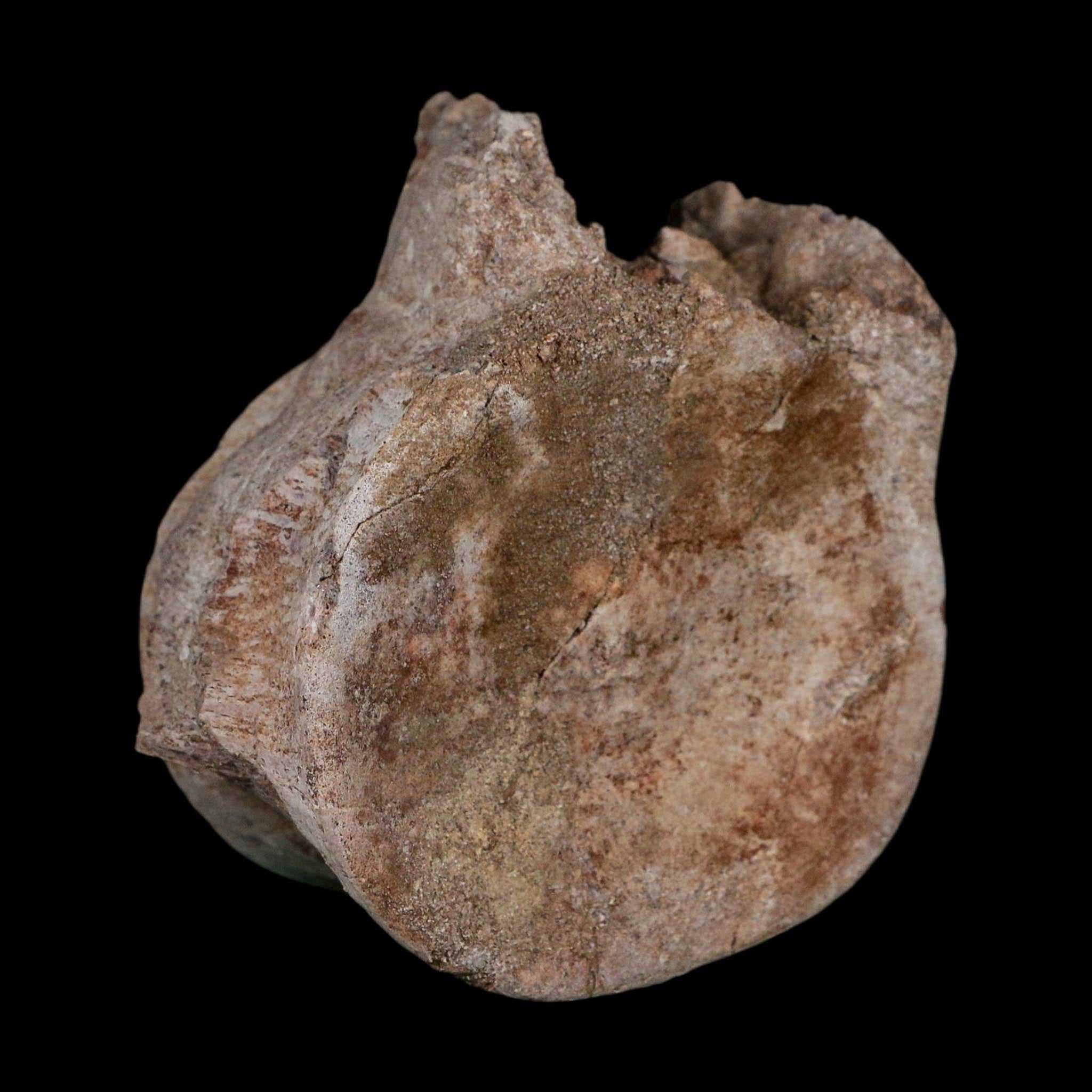 3.4" Plesiosaurus Fossil Vertebrae Cretaceous Dinosaur Era Morocco Zarafasaura COA