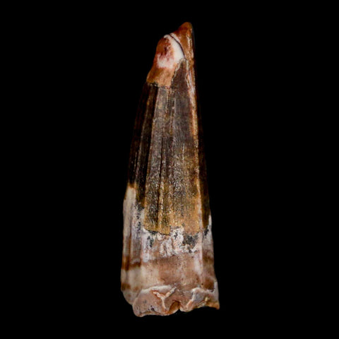 1" Suchomimus Fossil Tooth Cretaceous Spinosaurid Dinosaur Elraz FM Niger COA - Fossil Age Minerals