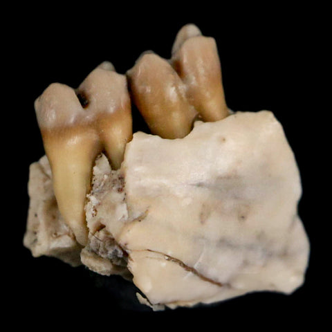 0.4" Leptomeryx Evansi Oligocene Age Fossil Deer Jaw Teeth Wyoming Display COA - Fossil Age Minerals