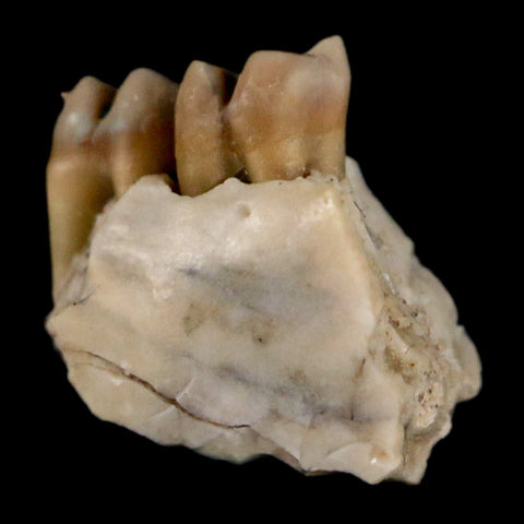 0.4" Leptomeryx Evansi Oligocene Age Fossil Deer Jaw Teeth Wyoming Display COA - Fossil Age Minerals