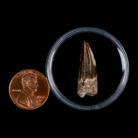 1" Suchomimus Fossil Tooth Cretaceous Spinosaurid Dinosaur Elraz FM Niger COA - Fossil Age Minerals