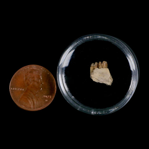 0.4" Leptomeryx Evansi Oligocene Age Fossil Deer Jaw Teeth Wyoming Display COA - Fossil Age Minerals