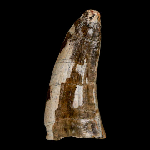 1.6" Suchomimus Fossil Tooth Cretaceous Spinosaurid Dinosaur Elraz FM Niger COA - Fossil Age Minerals