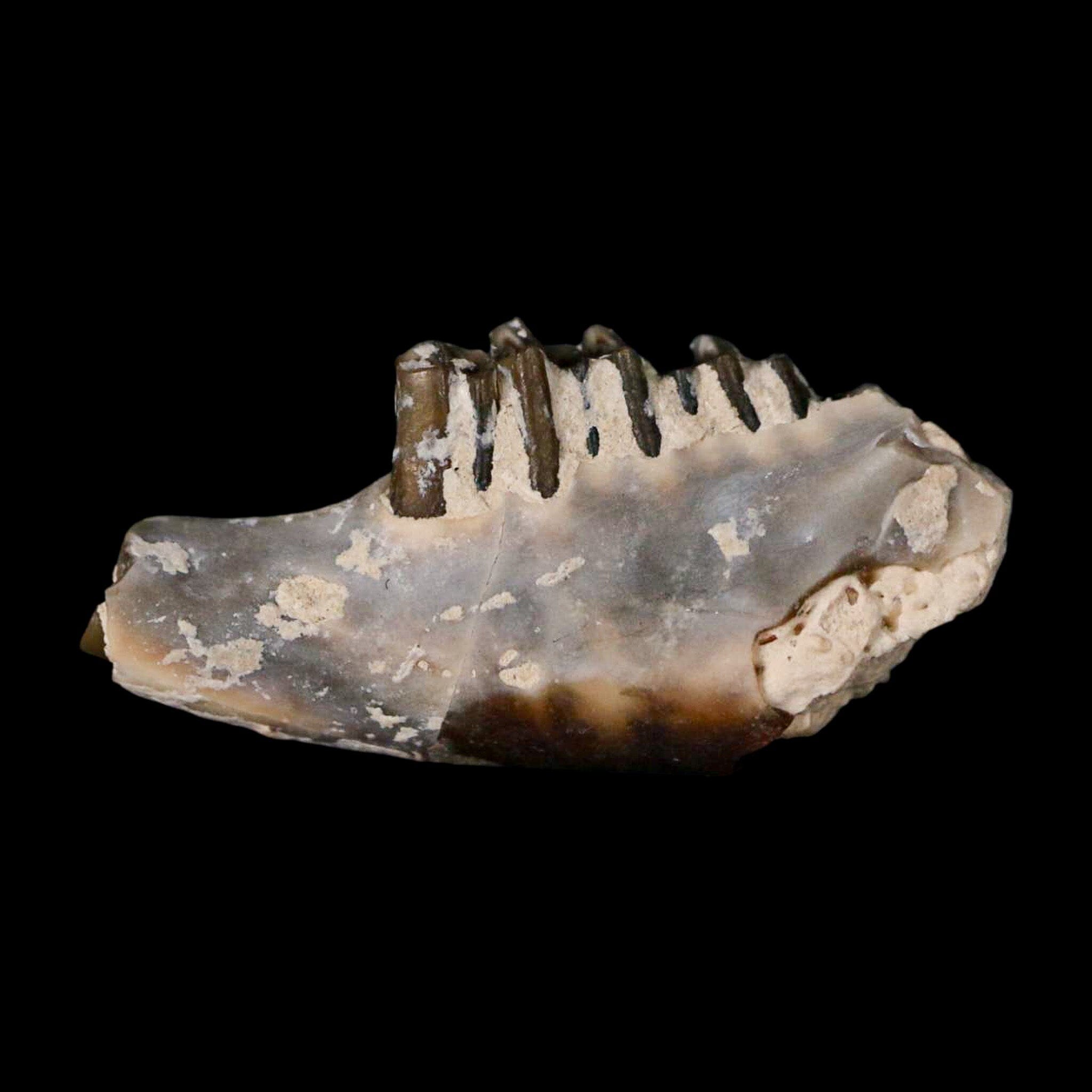 0.8" Palaeolagus Hayeni Fossil Jaw Section Teeth Oligocene Epoch South Dakota Display - Fossil Age Minerals