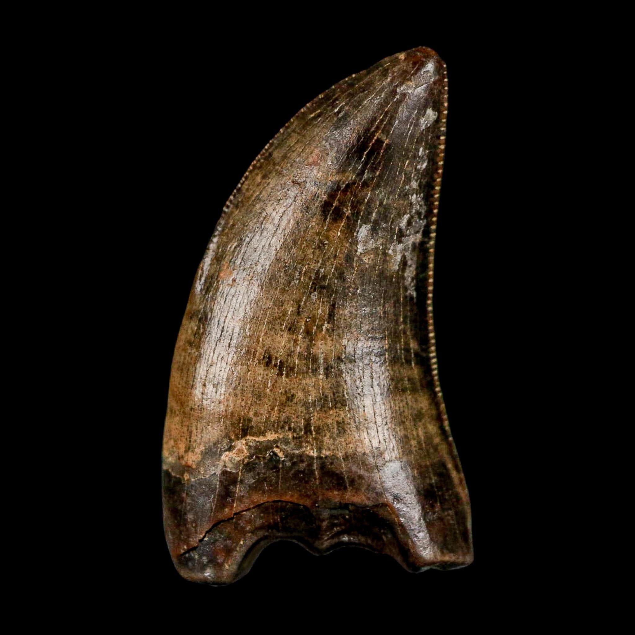 0.8" Nanotyrannus Tyrannosaurus Fossil Tooth Rooted Dinosaur Hell Creek MT COA - Fossil Age Minerals