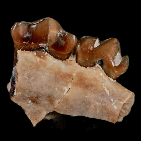 0.5" Leptomeryx Evansi Oligocene Age Fossil Deer Jaw Teeth Wyoming Display COA - Fossil Age Minerals