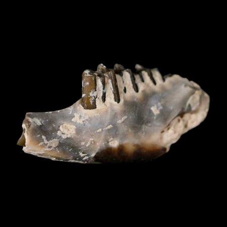0.8" Palaeolagus Hayeni Fossil Jaw Section Teeth Oligocene Epoch South Dakota Display