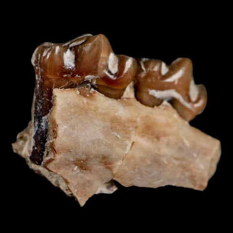 0.5" Leptomeryx Evansi Oligocene Age Fossil Deer Jaw Teeth Wyoming Display COA - Fossil Age Minerals