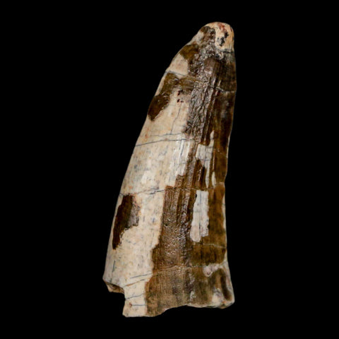 1.6" Suchomimus Fossil Tooth Cretaceous Spinosaurid Dinosaur Elraz FM Niger COA - Fossil Age Minerals