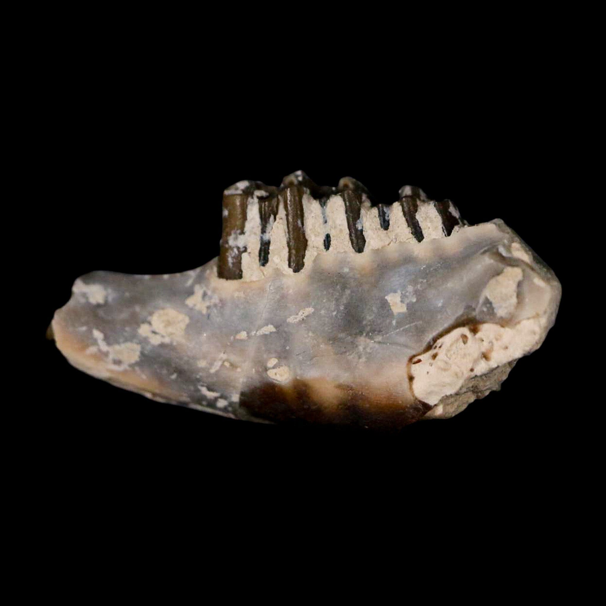 0.8" Palaeolagus Hayeni Fossil Jaw Section Teeth Oligocene Epoch South Dakota Display - Fossil Age Minerals