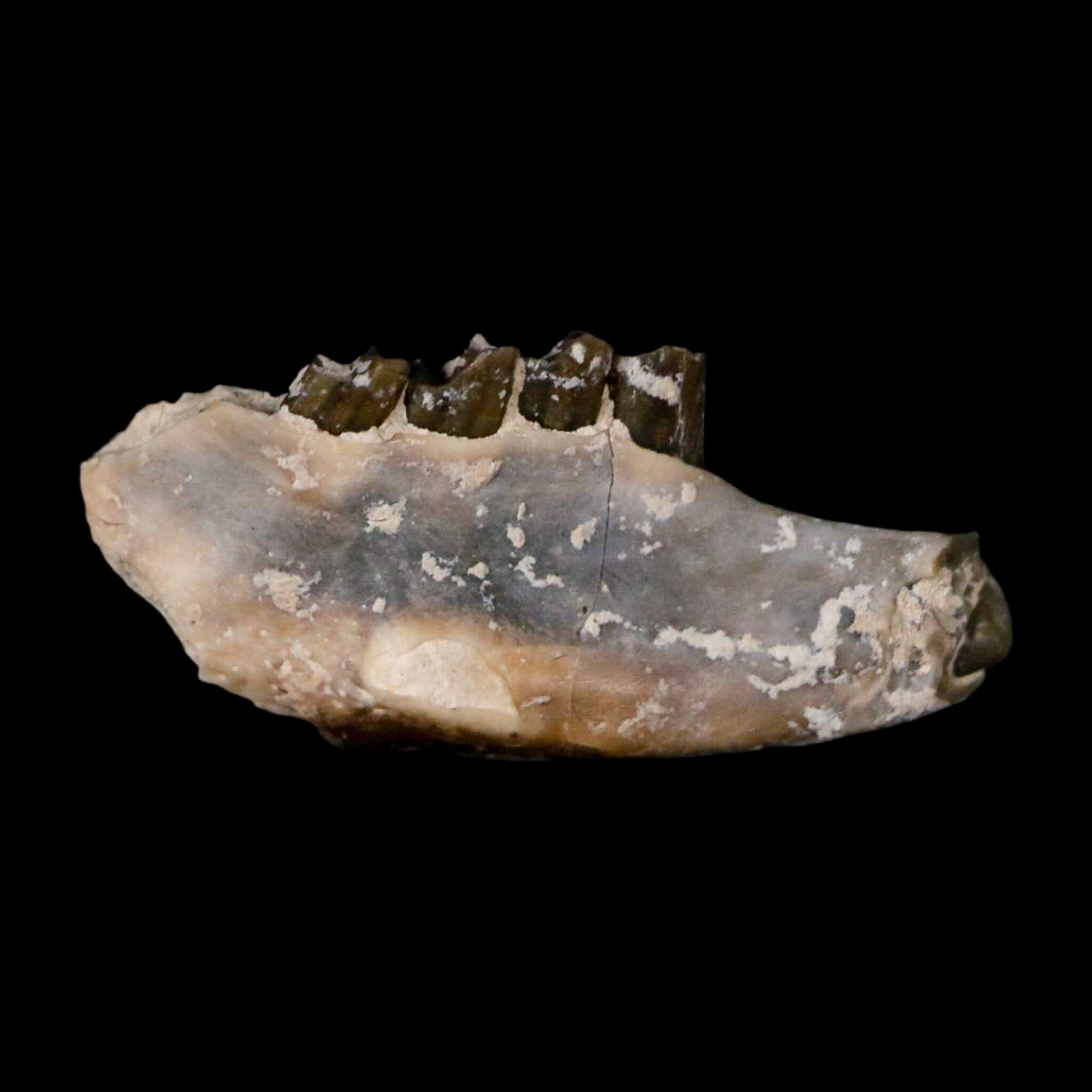 0.8" Palaeolagus Hayeni Fossil Jaw Section Teeth Oligocene Epoch South Dakota Display - Fossil Age Minerals