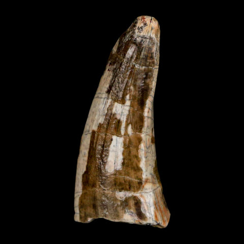 1.6" Suchomimus Fossil Tooth Cretaceous Spinosaurid Dinosaur Elraz FM Niger COA - Fossil Age Minerals