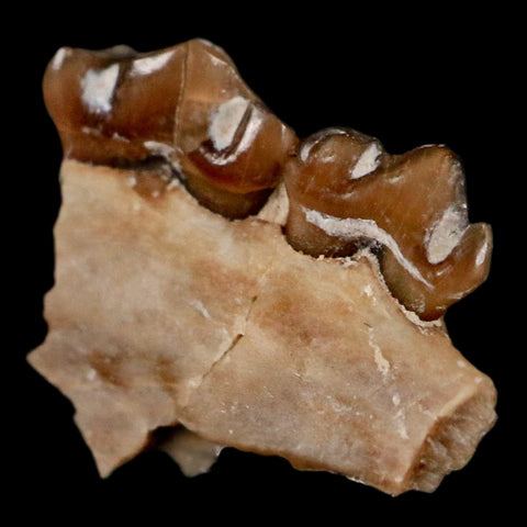0.5" Leptomeryx Evansi Oligocene Age Fossil Deer Jaw Teeth Wyoming Display COA - Fossil Age Minerals