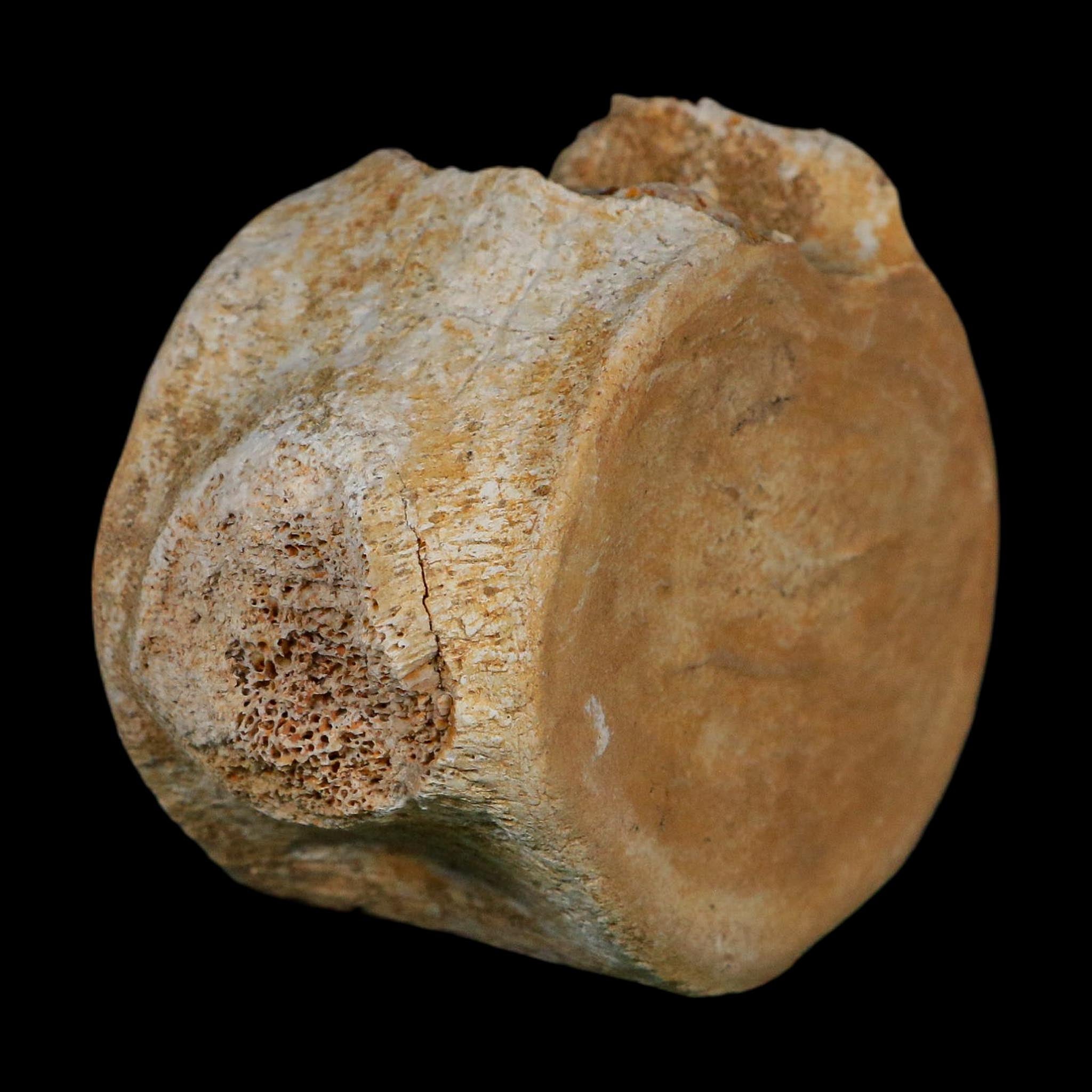 3.4" Plesiosaurus Fossil Vertebrae Cretaceous Dinosaur Era Morocco Zarafasaura COA