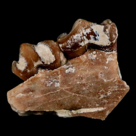 0.5" Leptomeryx Evansi Oligocene Age Fossil Deer Jaw Teeth Wyoming Display COA - Fossil Age Minerals