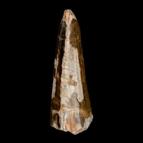 1.6" Suchomimus Fossil Tooth Cretaceous Spinosaurid Dinosaur Elraz FM Niger COA - Fossil Age Minerals