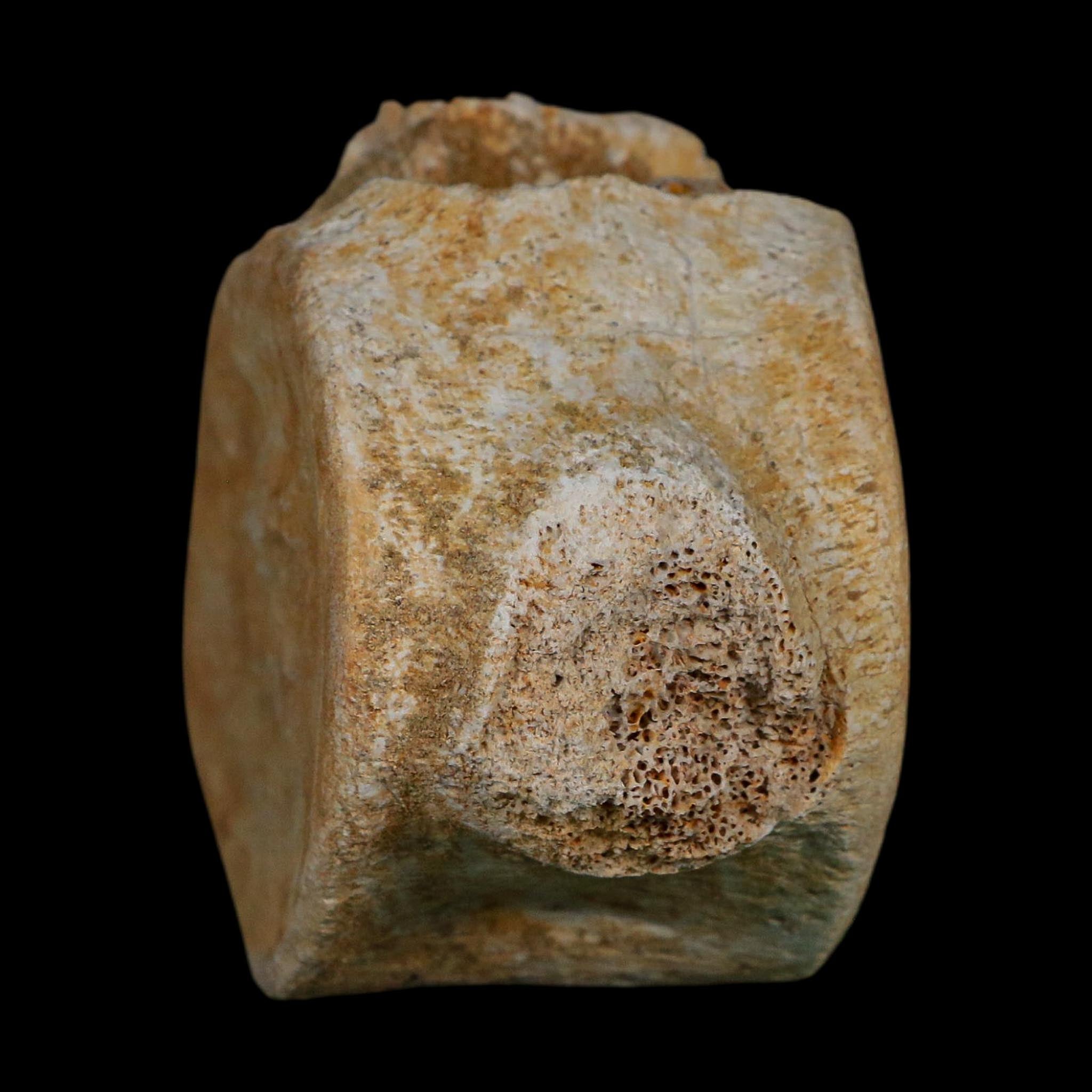 3.4" Plesiosaurus Fossil Vertebrae Cretaceous Dinosaur Era Morocco Zarafasaura COA