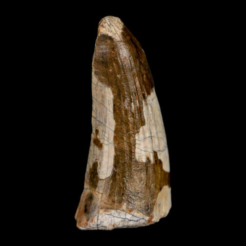 1.6" Suchomimus Fossil Tooth Cretaceous Spinosaurid Dinosaur Elraz FM Niger COA - Fossil Age Minerals