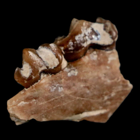 0.5" Leptomeryx Evansi Oligocene Age Fossil Deer Jaw Teeth Wyoming Display COA - Fossil Age Minerals