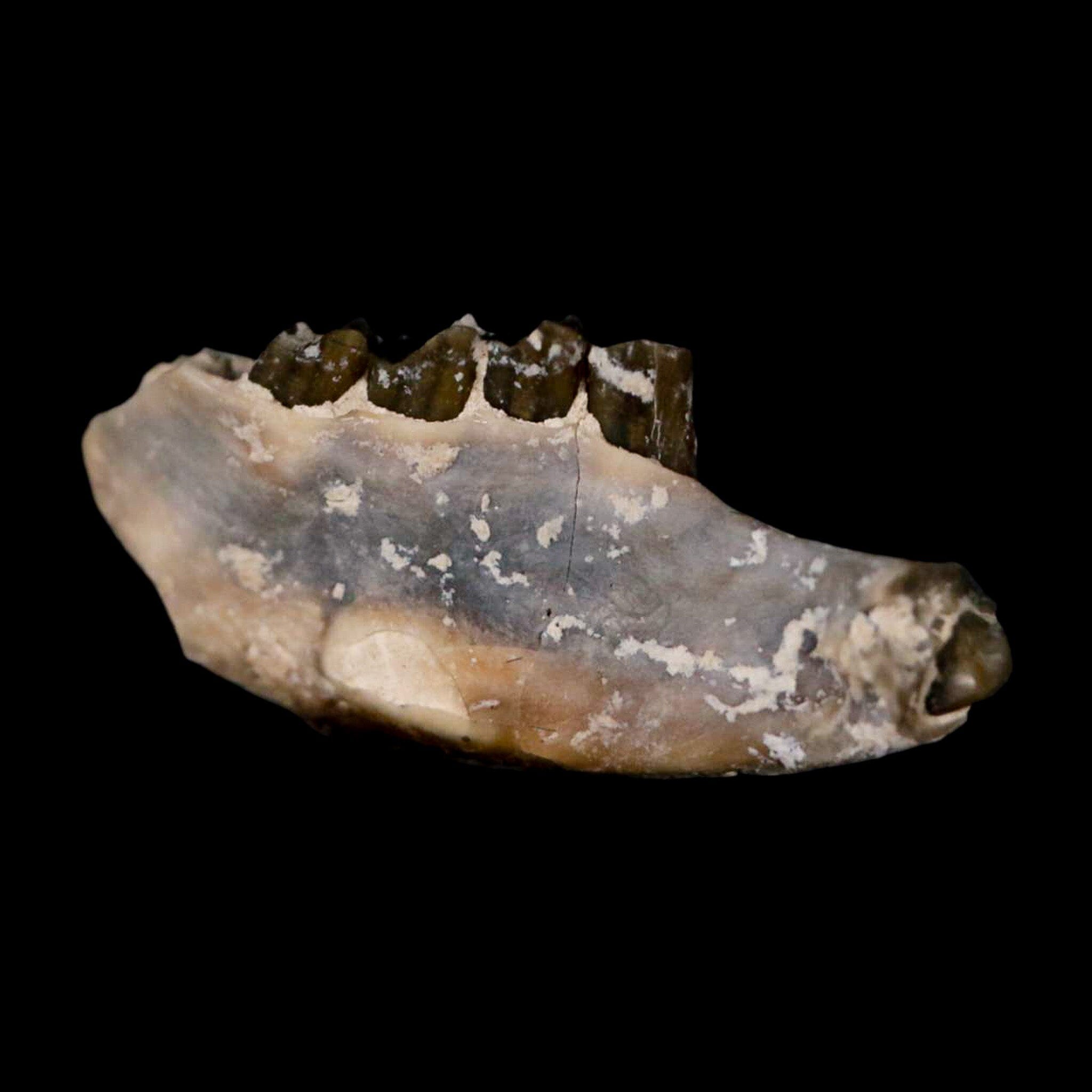 0.8" Palaeolagus Hayeni Fossil Jaw Section Teeth Oligocene Epoch South Dakota Display - Fossil Age Minerals