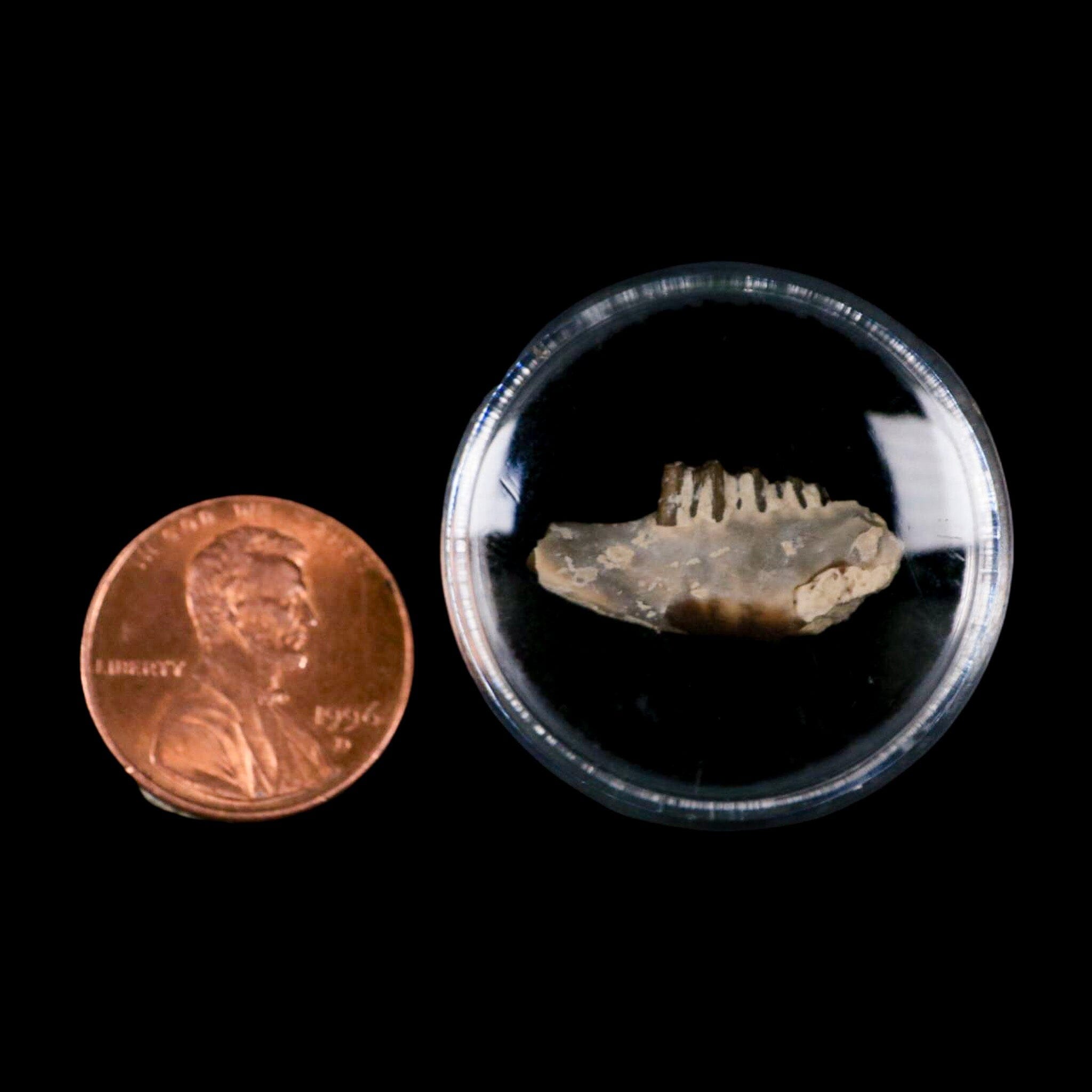 0.8" Palaeolagus Hayeni Fossil Jaw Section Teeth Oligocene Epoch South Dakota Display - Fossil Age Minerals
