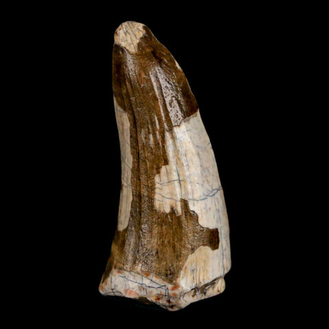 1.6" Suchomimus Fossil Tooth Cretaceous Spinosaurid Dinosaur Elraz FM Niger COA - Fossil Age Minerals