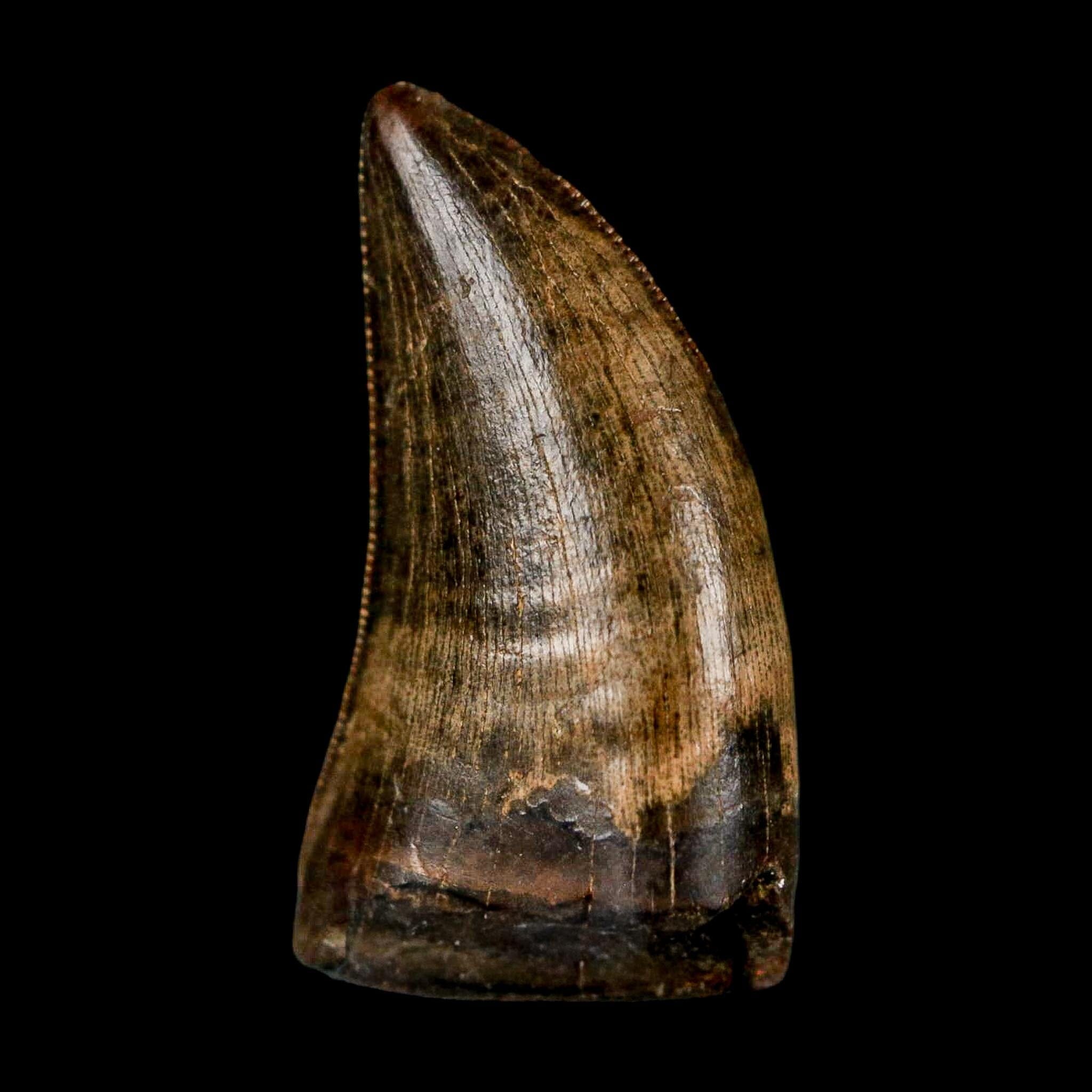 0.8" Nanotyrannus Tyrannosaurus Fossil Tooth Rooted Dinosaur Hell Creek MT COA - Fossil Age Minerals