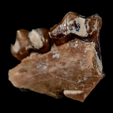 0.5" Leptomeryx Evansi Oligocene Age Fossil Deer Jaw Teeth Wyoming Display COA - Fossil Age Minerals