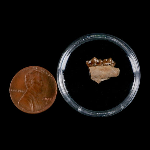0.5" Leptomeryx Evansi Oligocene Age Fossil Deer Jaw Teeth Wyoming Display COA - Fossil Age Minerals