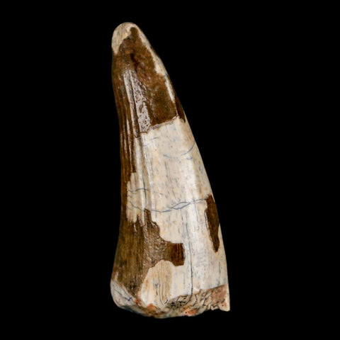 1.6" Suchomimus Fossil Tooth Cretaceous Spinosaurid Dinosaur Elraz FM Niger COA - Fossil Age Minerals