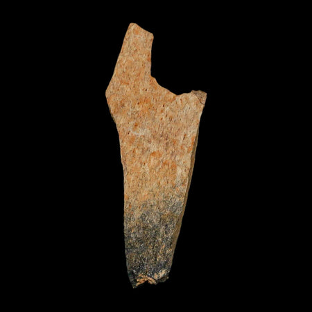 1.4" Raptor Theropod Fossil Bone Cretaceous Dinosaur Judith River FM MT COA Display