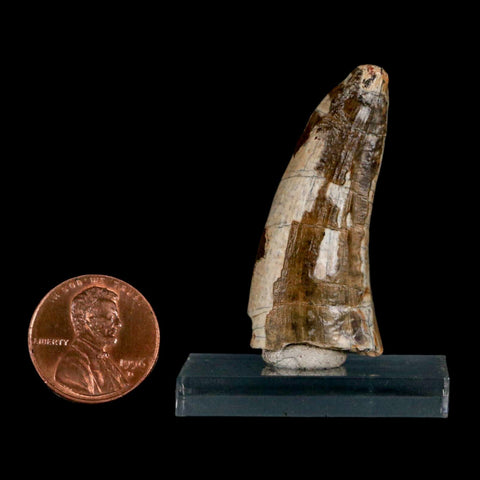 1.6" Suchomimus Fossil Tooth Cretaceous Spinosaurid Dinosaur Elraz FM Niger COA - Fossil Age Minerals