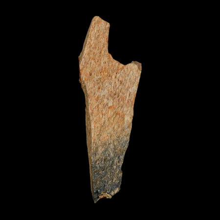 1.4" Raptor Theropod Fossil Bone Cretaceous Dinosaur Judith River FM MT COA Display