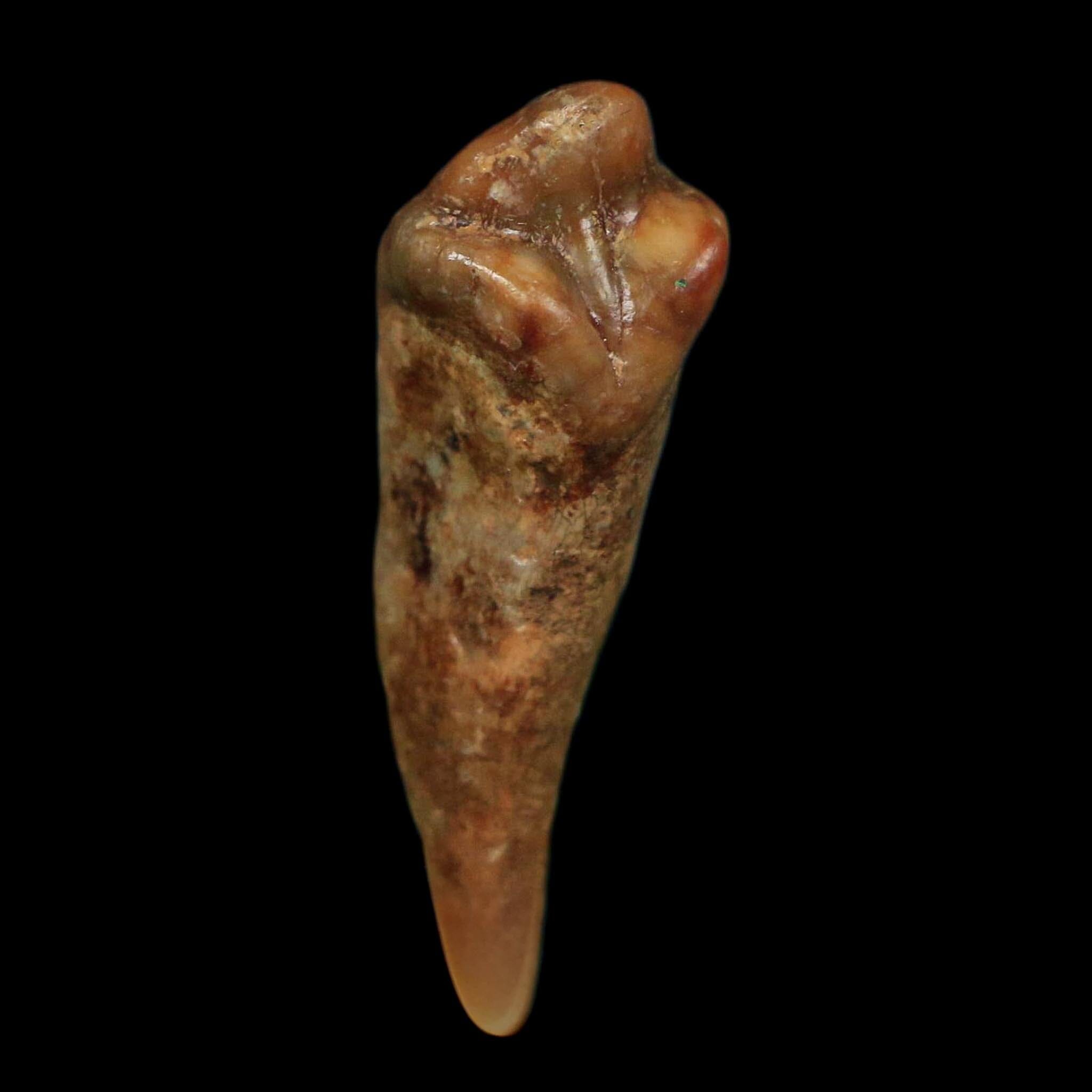 1.2" Extinct Cave Bear Ursus Spelaeus Incisor Tooth Rooted Pleistocene Age COA, Display - Fossil Age Minerals