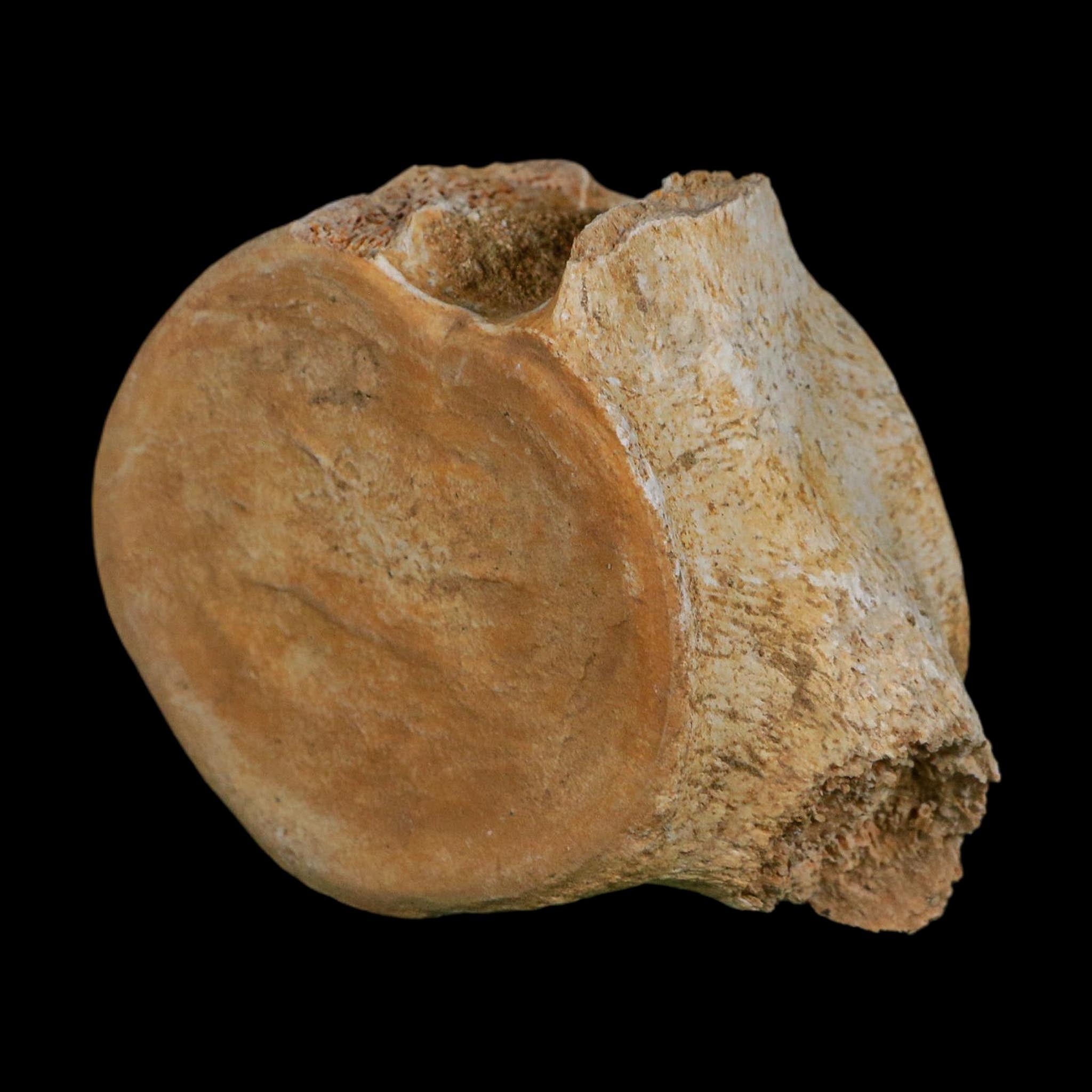3.4" Plesiosaurus Fossil Vertebrae Cretaceous Dinosaur Era Morocco Zarafasaura COA