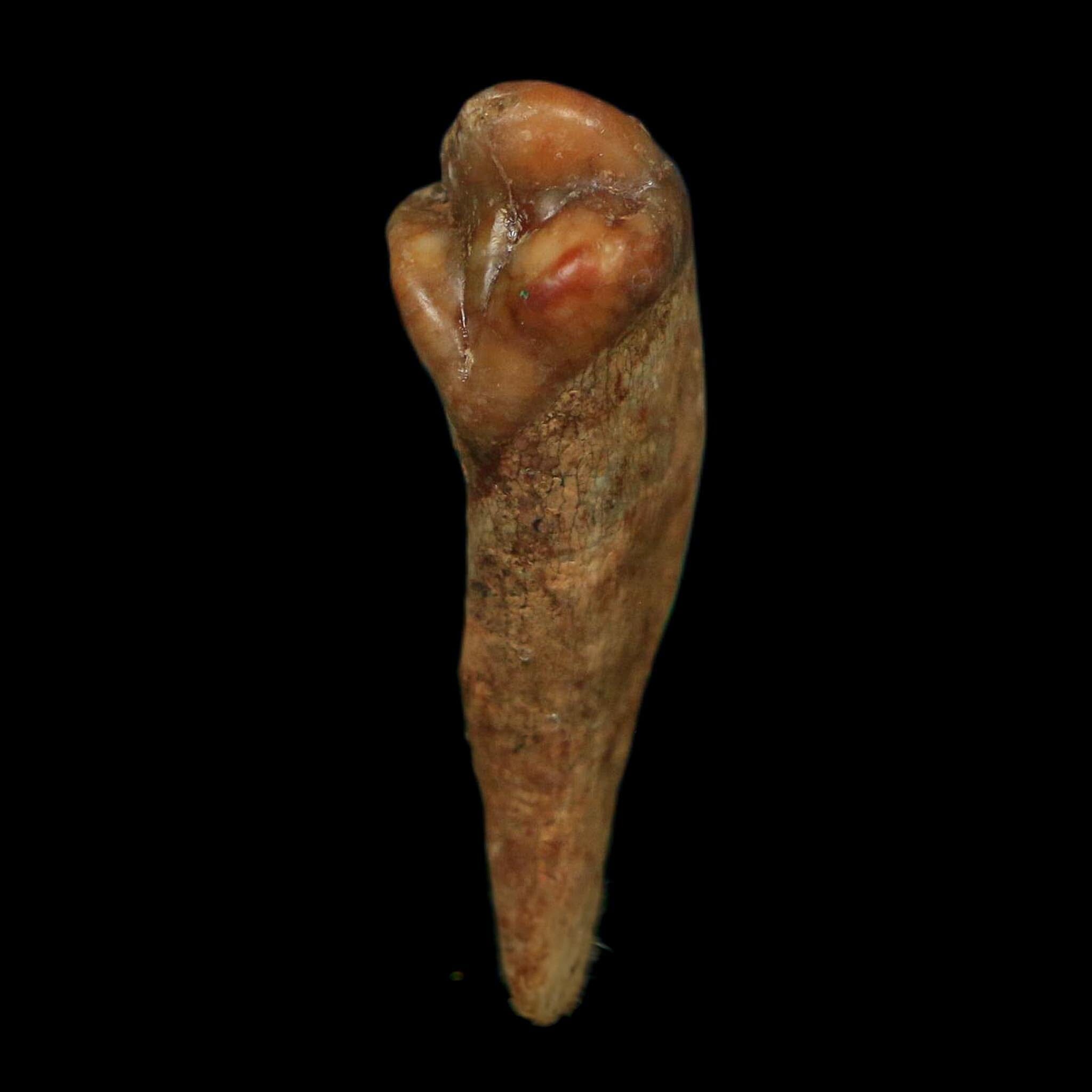 1.2" Extinct Cave Bear Ursus Spelaeus Incisor Tooth Rooted Pleistocene Age COA, Display - Fossil Age Minerals