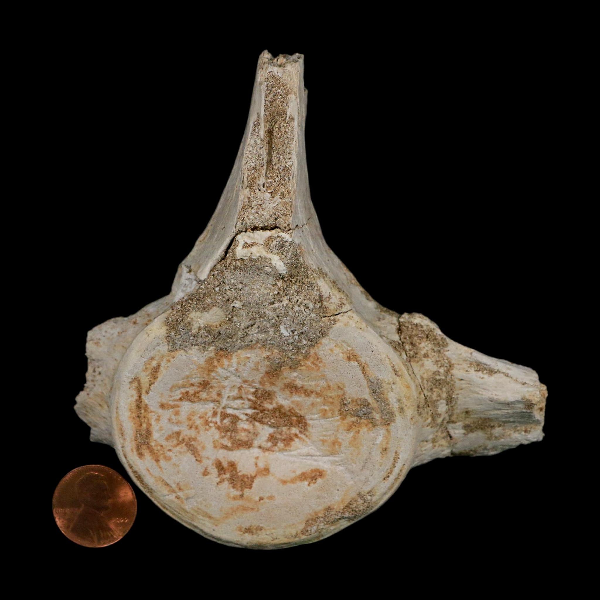 4.3" Plesiosaurus Fossil Vertebrae Cretaceous Dinosaur Era Morocco Zarafasaura COA
