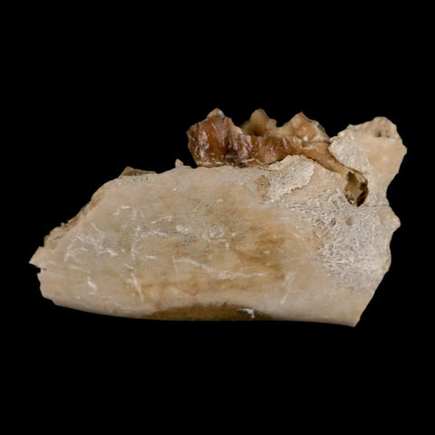 1" Leptomeryx Evansi Oligocene Age Fossil Deer Jaw Teeth Wyoming Display COA - Fossil Age Minerals